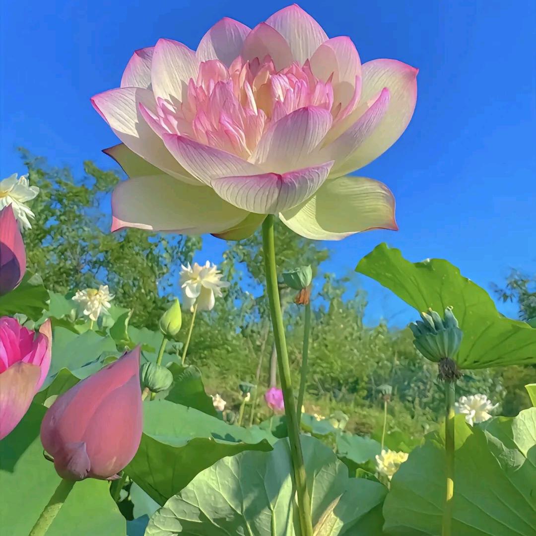 小芳芳