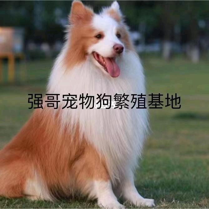 强哥宠物繁殖基地