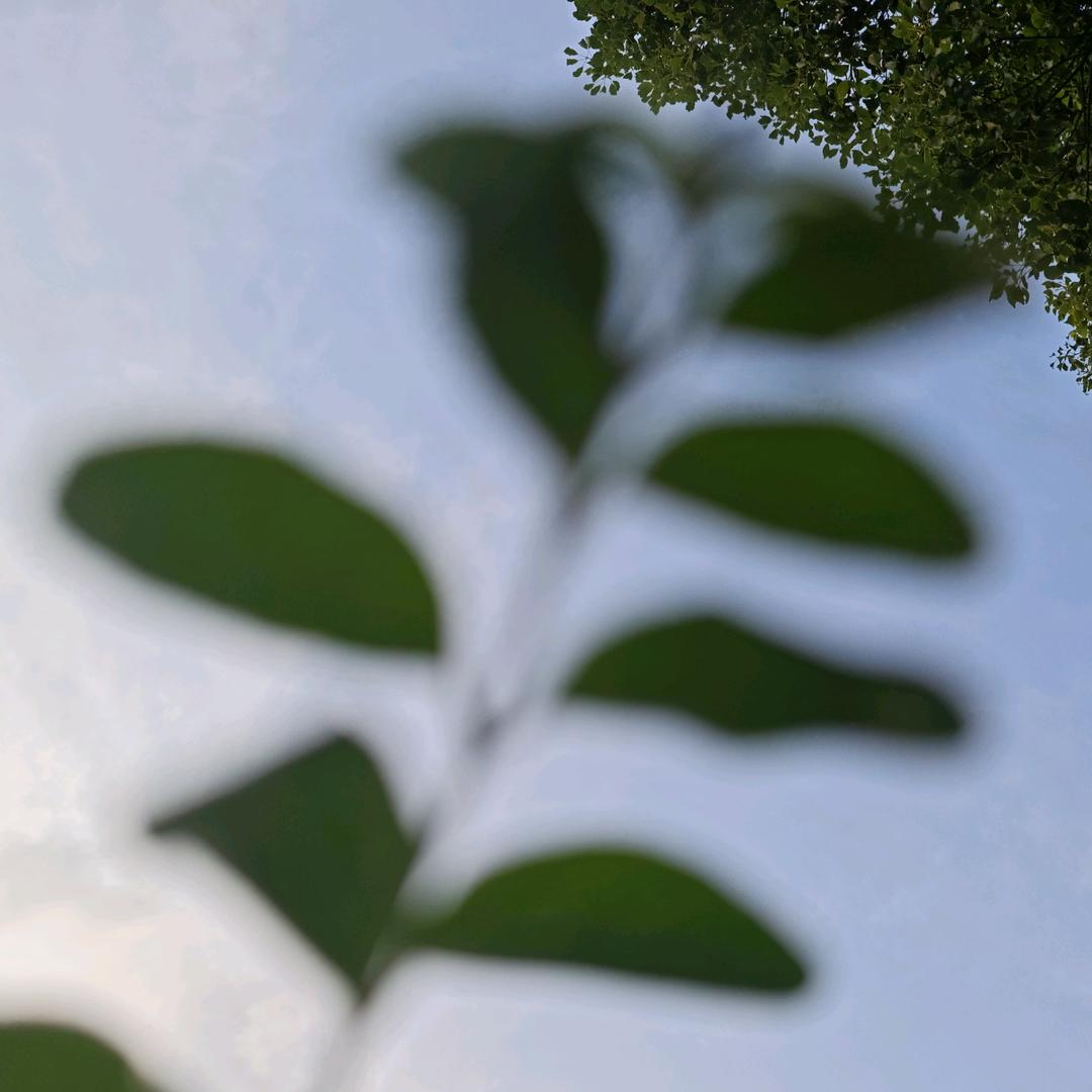 🌿