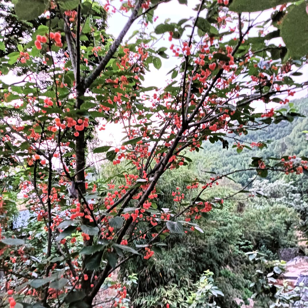 恋上你的温柔