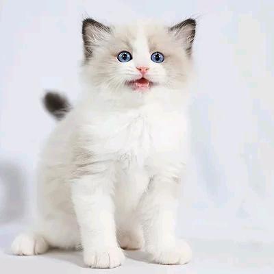 菩提