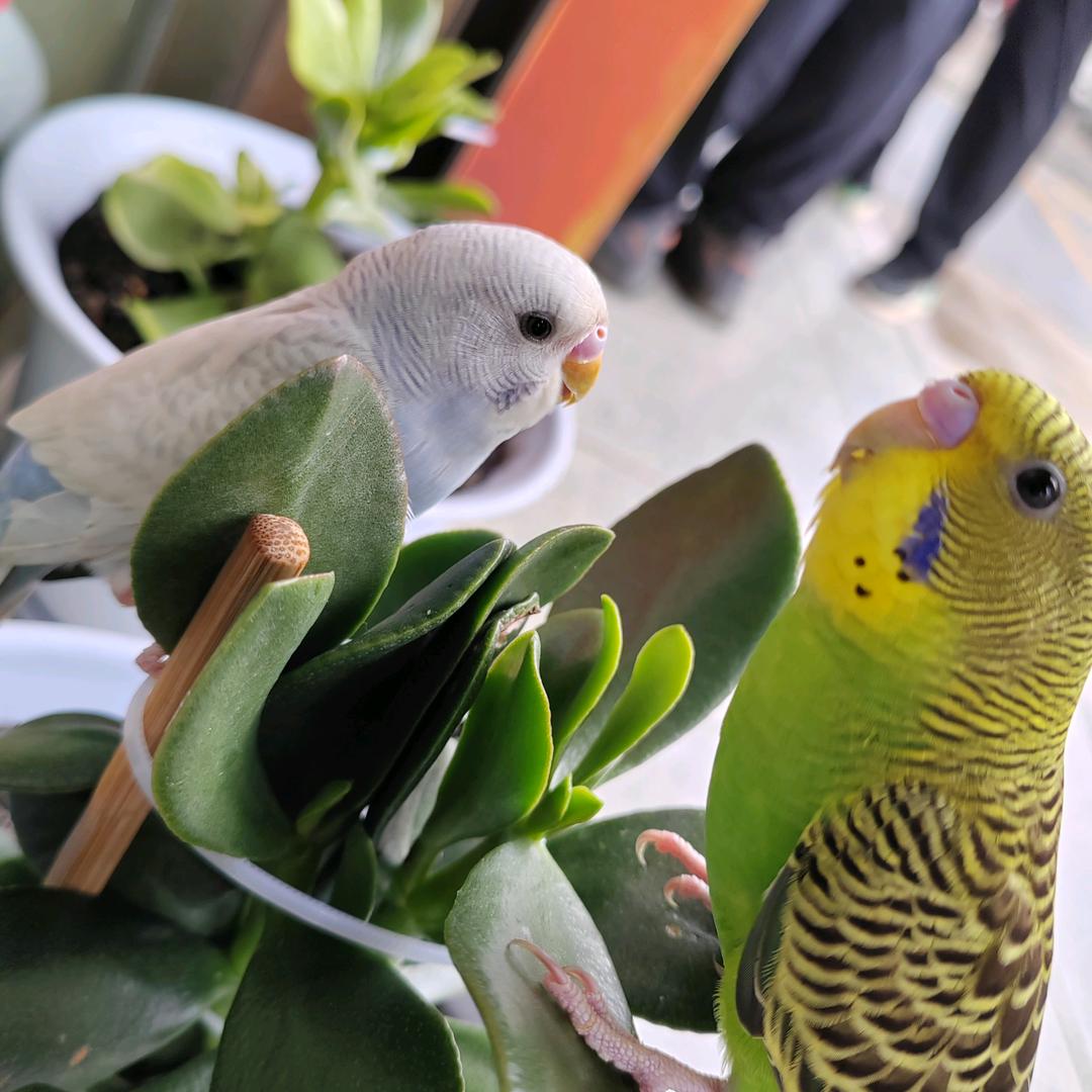 🐦‍⬛白色小鸡和绿色小鸟