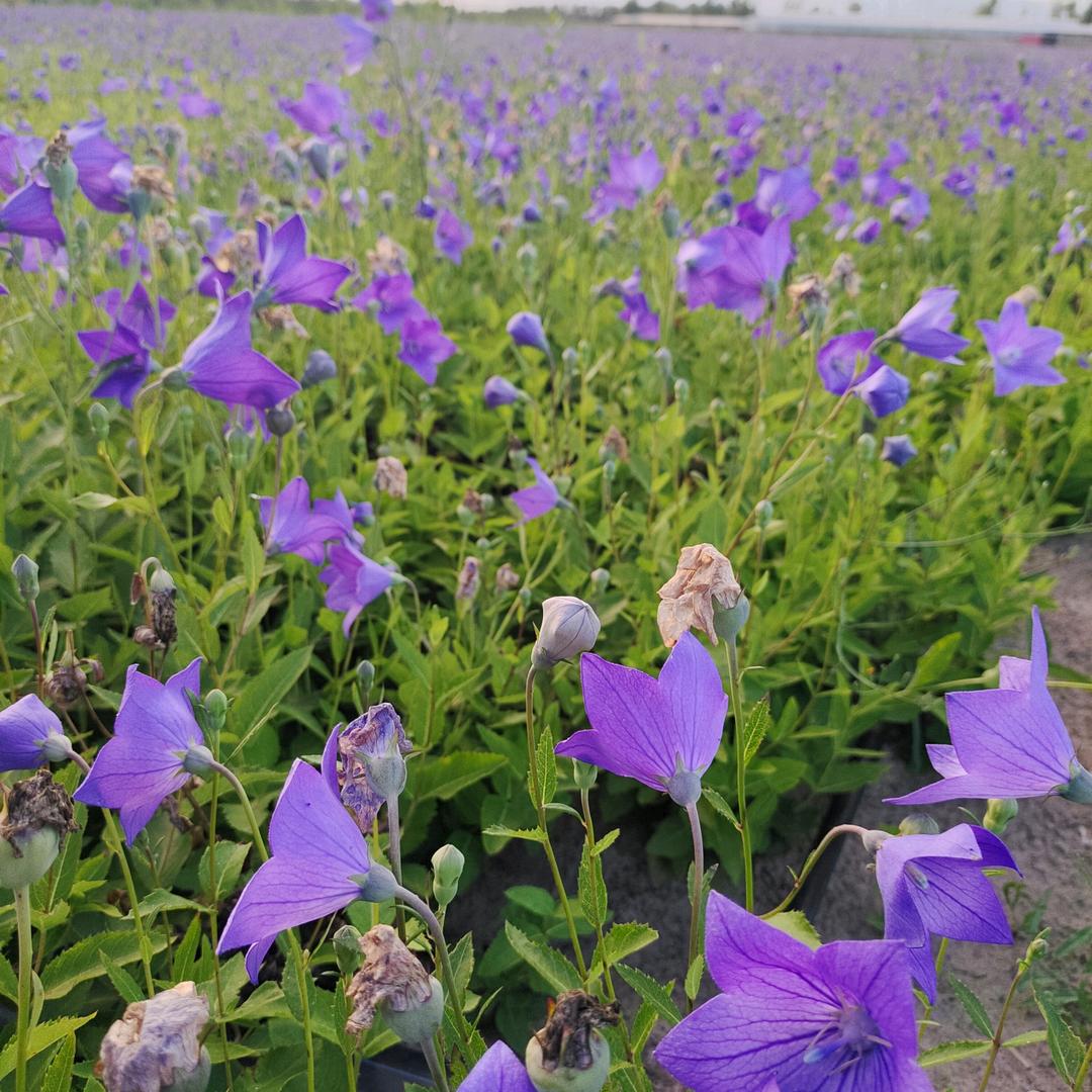 药乡小哥鹏鹏