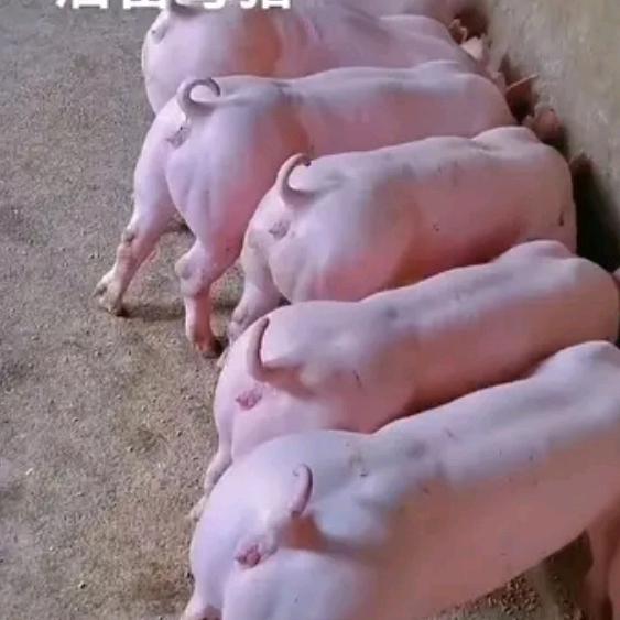 90后养猪妹