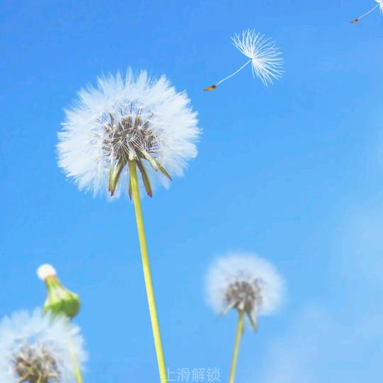 佳诚