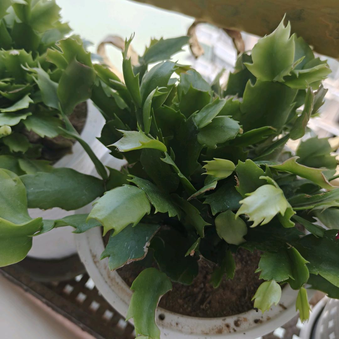 吉星橱窗好物