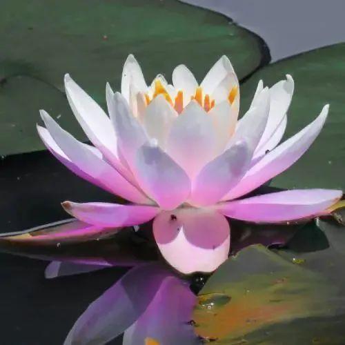 花开富贵丶