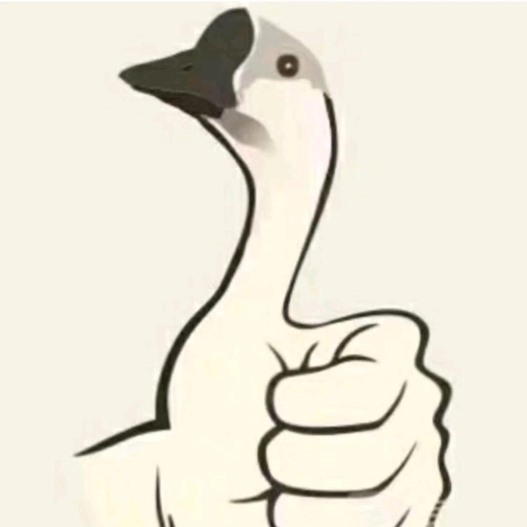 散养大鹅