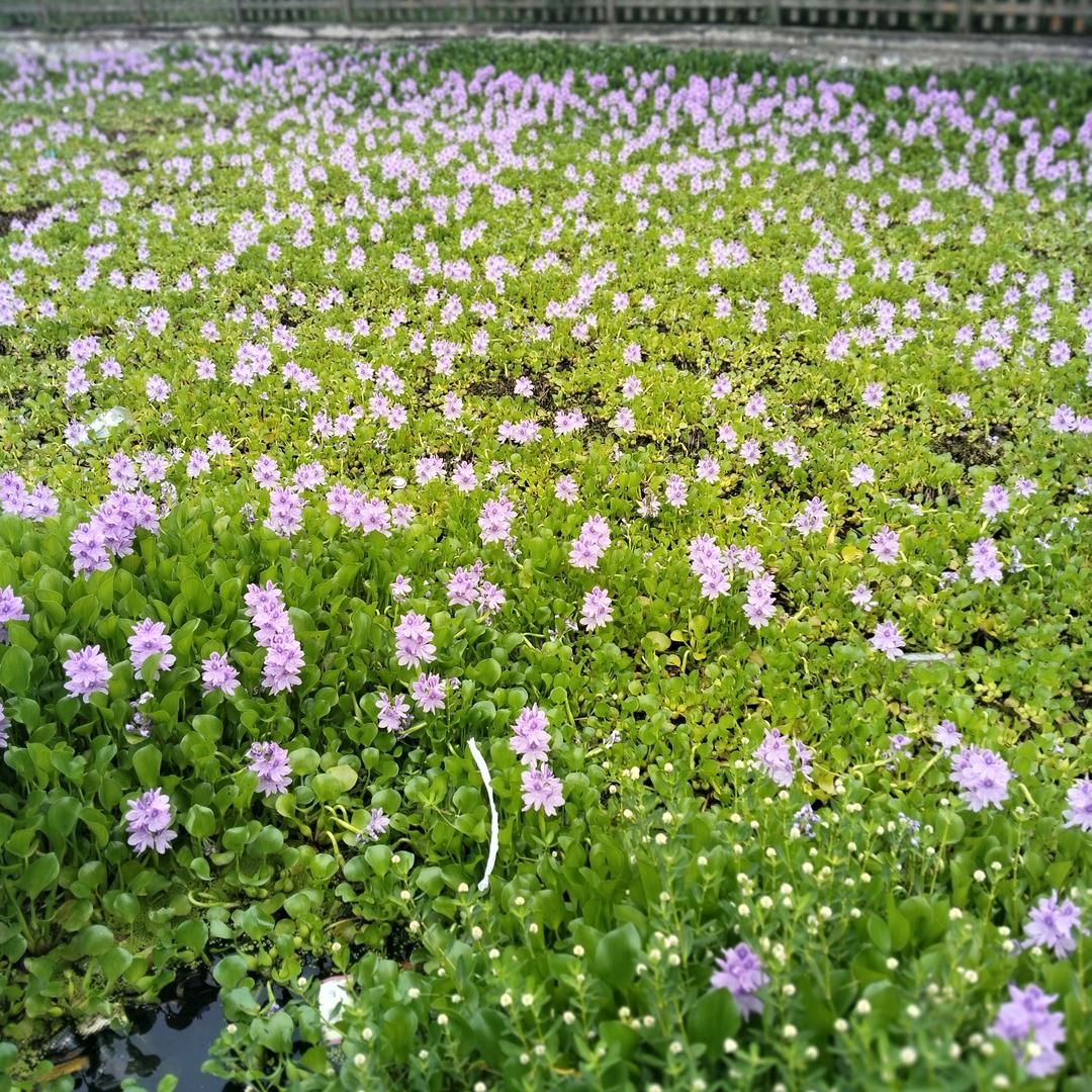 🥰小花🌸