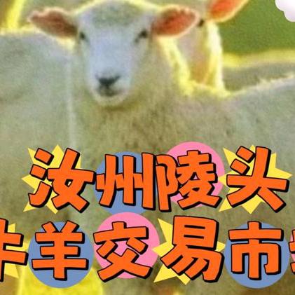 陵头牛羊交易市场