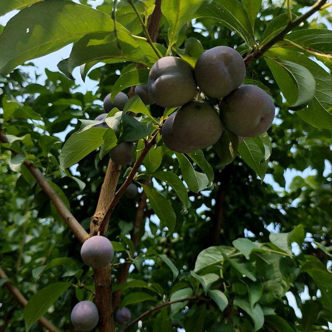 项冬二