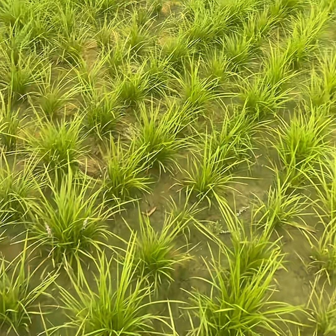 山麦冬种植基地【王鲁】