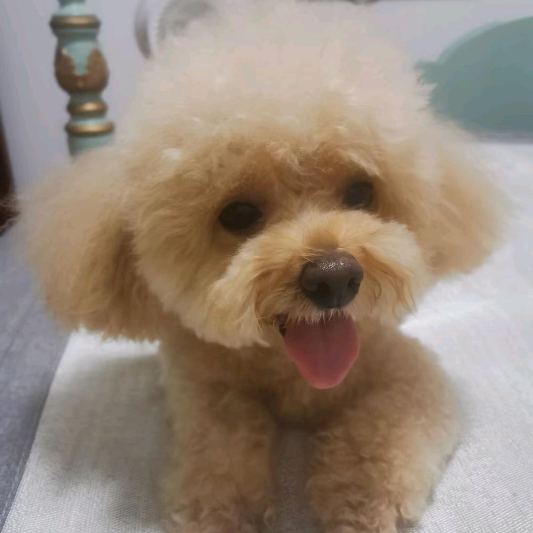 大媛媛