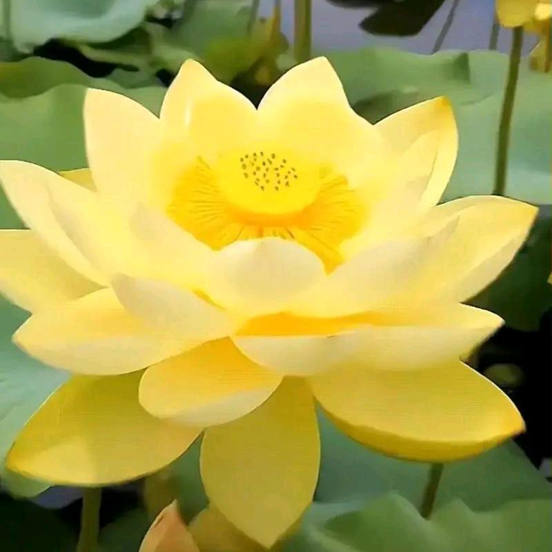莲心妙善