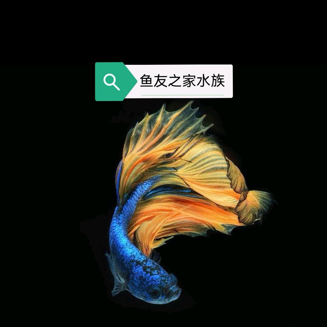 鱼友之家水族