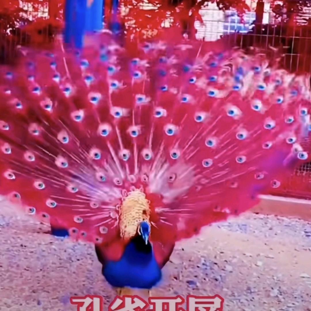 单身的姐姐