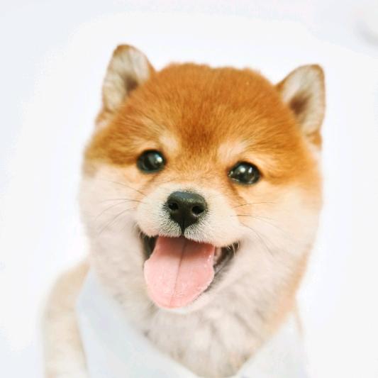好运小柴叫小满