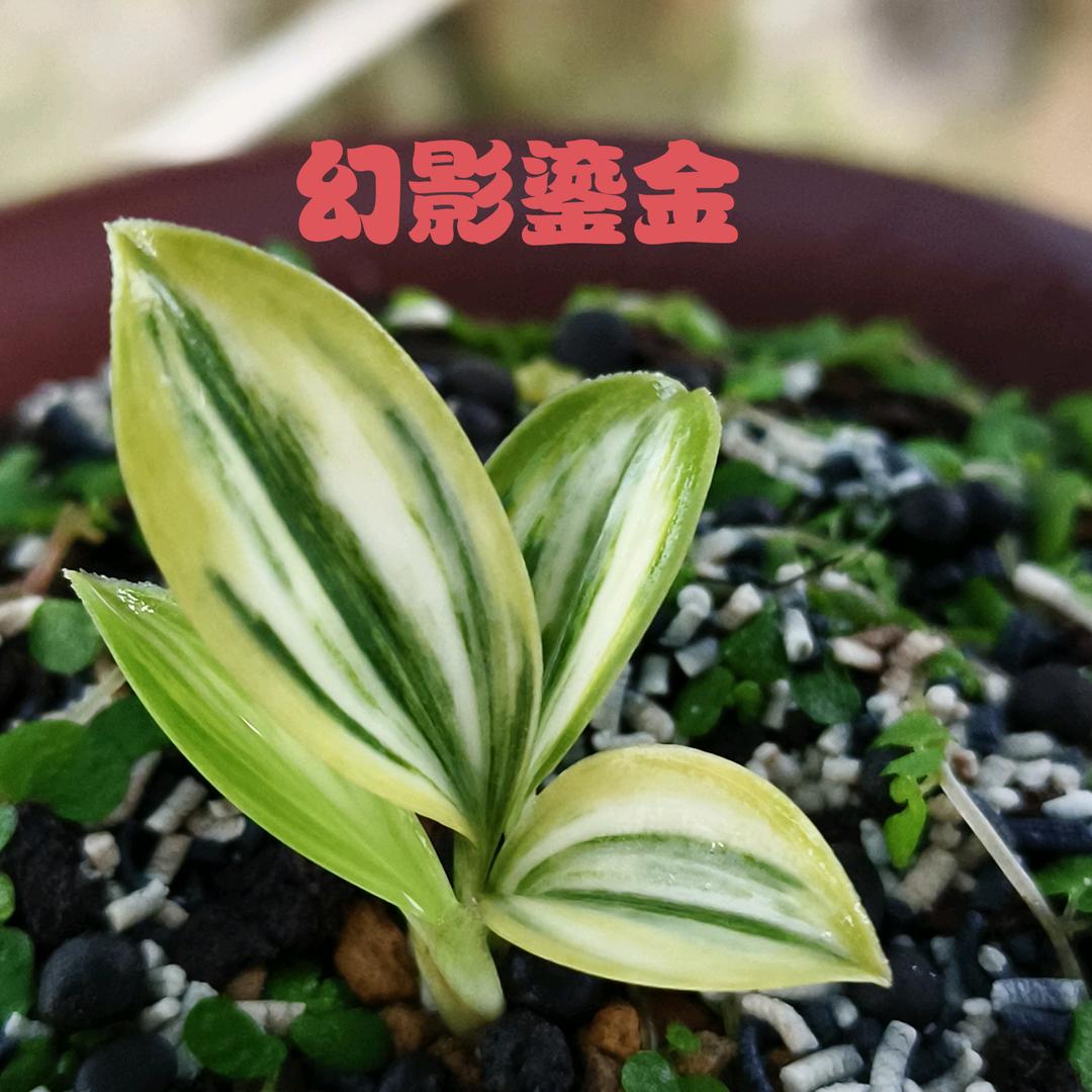 汇水金兰
