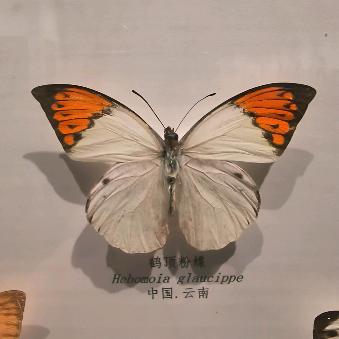 乐优优选品