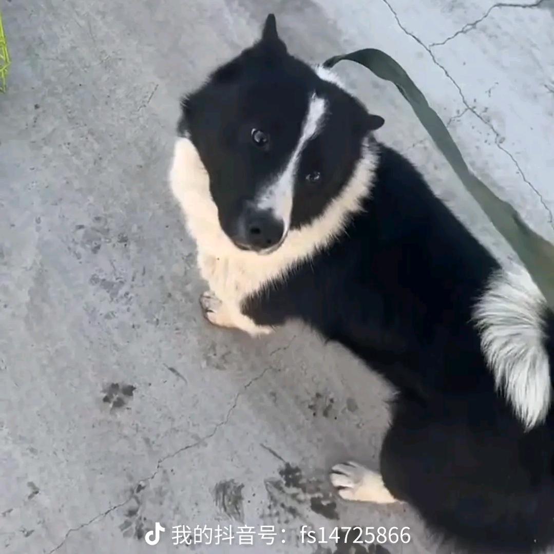拉美硬汉