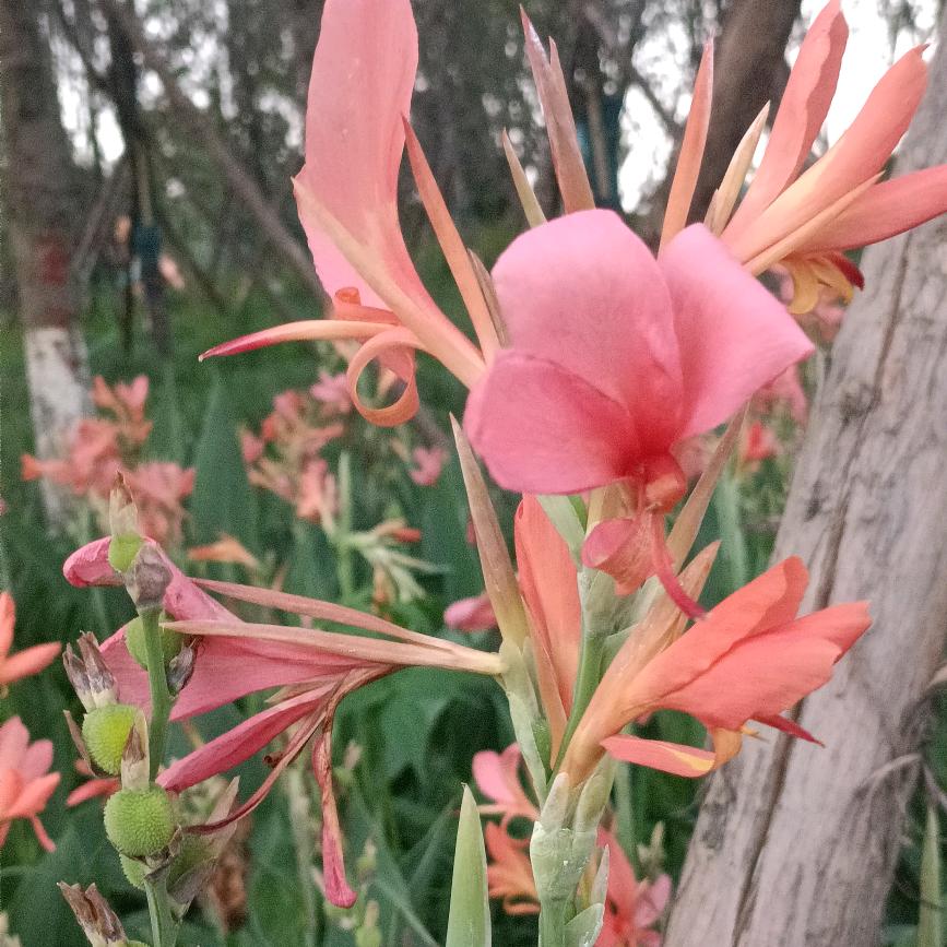 @@ঞ࿐:: 自᭄度ꦿ: ꧔ꦿ᭄ 自ঞᩚ