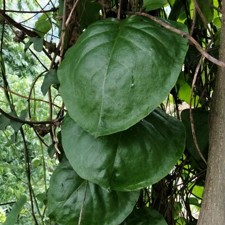 东山在起
