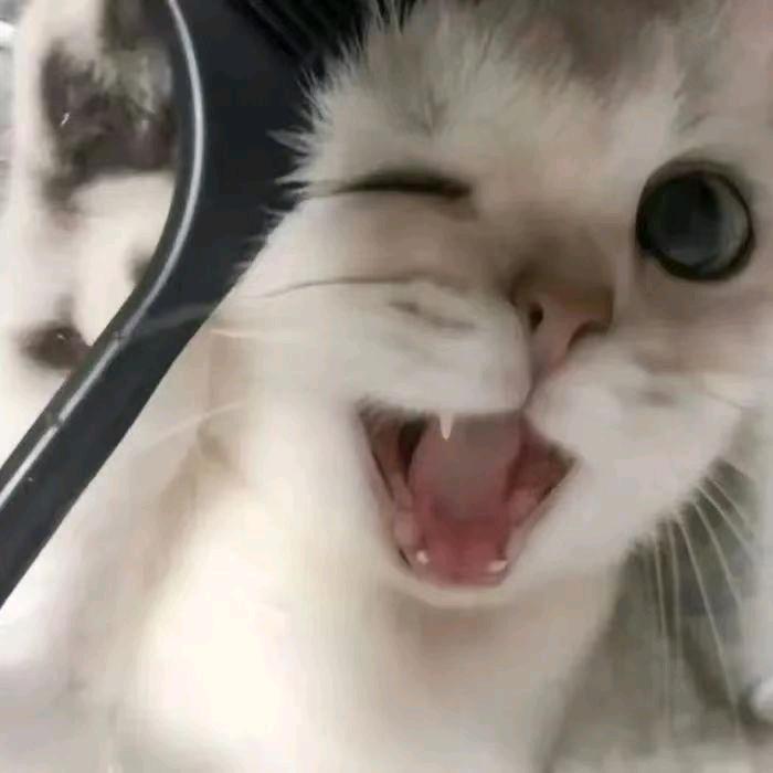 泡沫不是流浪猫