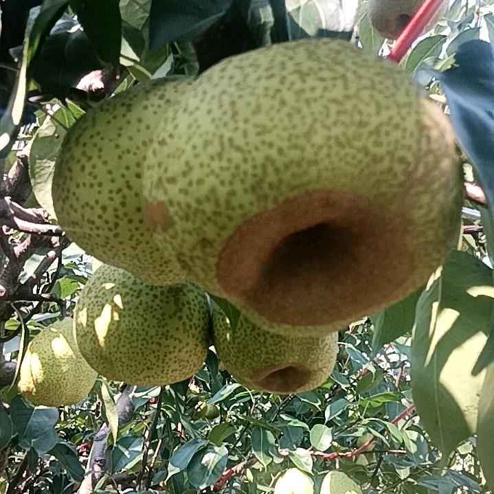 莱阳梨香🍐🍐🍐🍐
