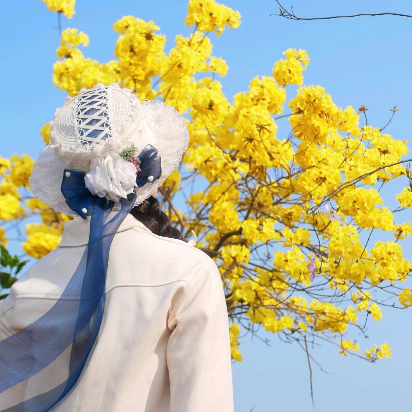 木槿