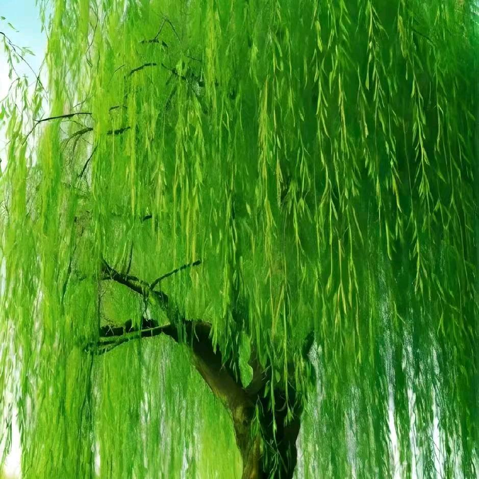 渴望感恩777