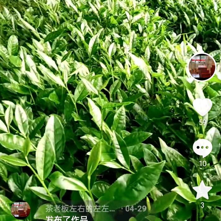 大红袍