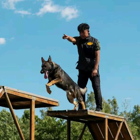 特安京卫工作犬