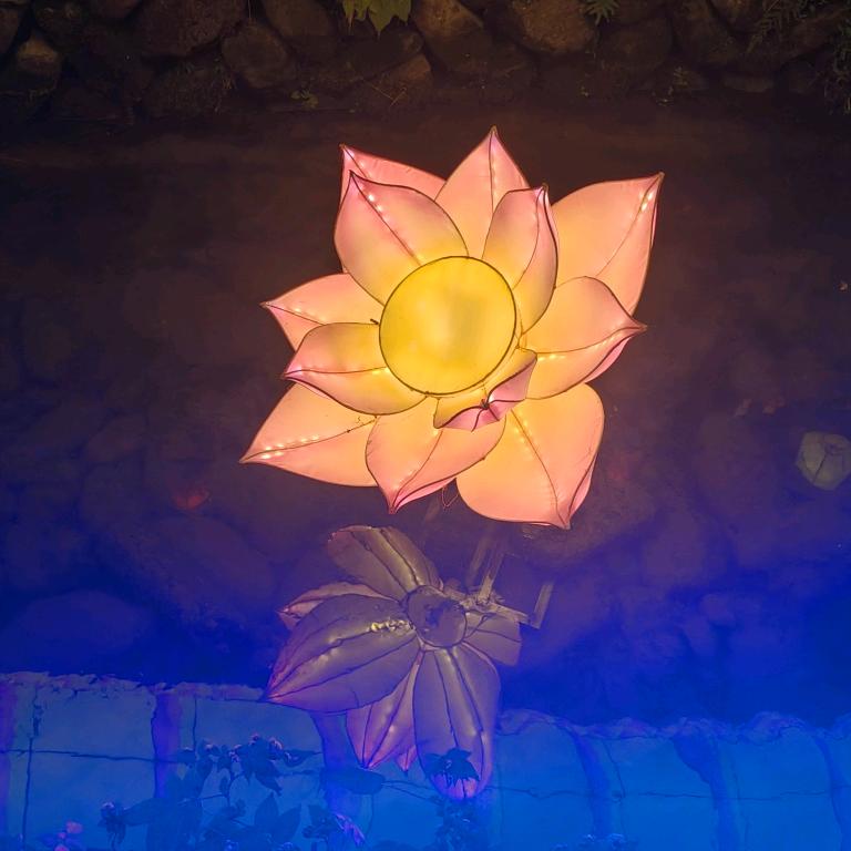 糖醋小排顾