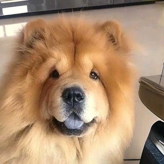 虎虎
