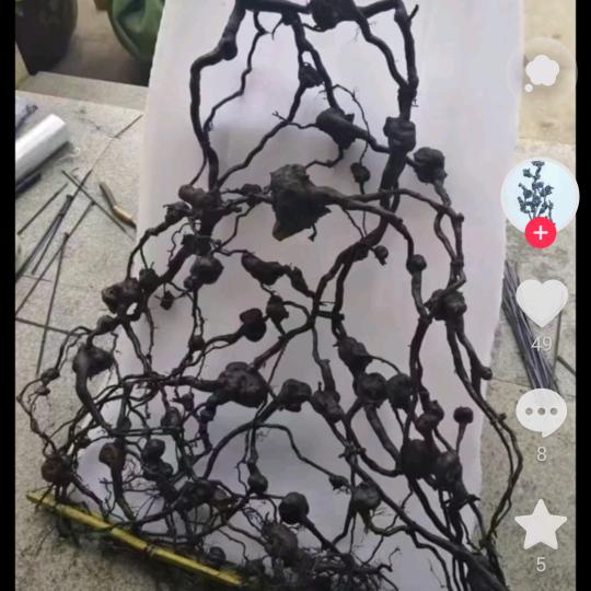 青白江金弹子