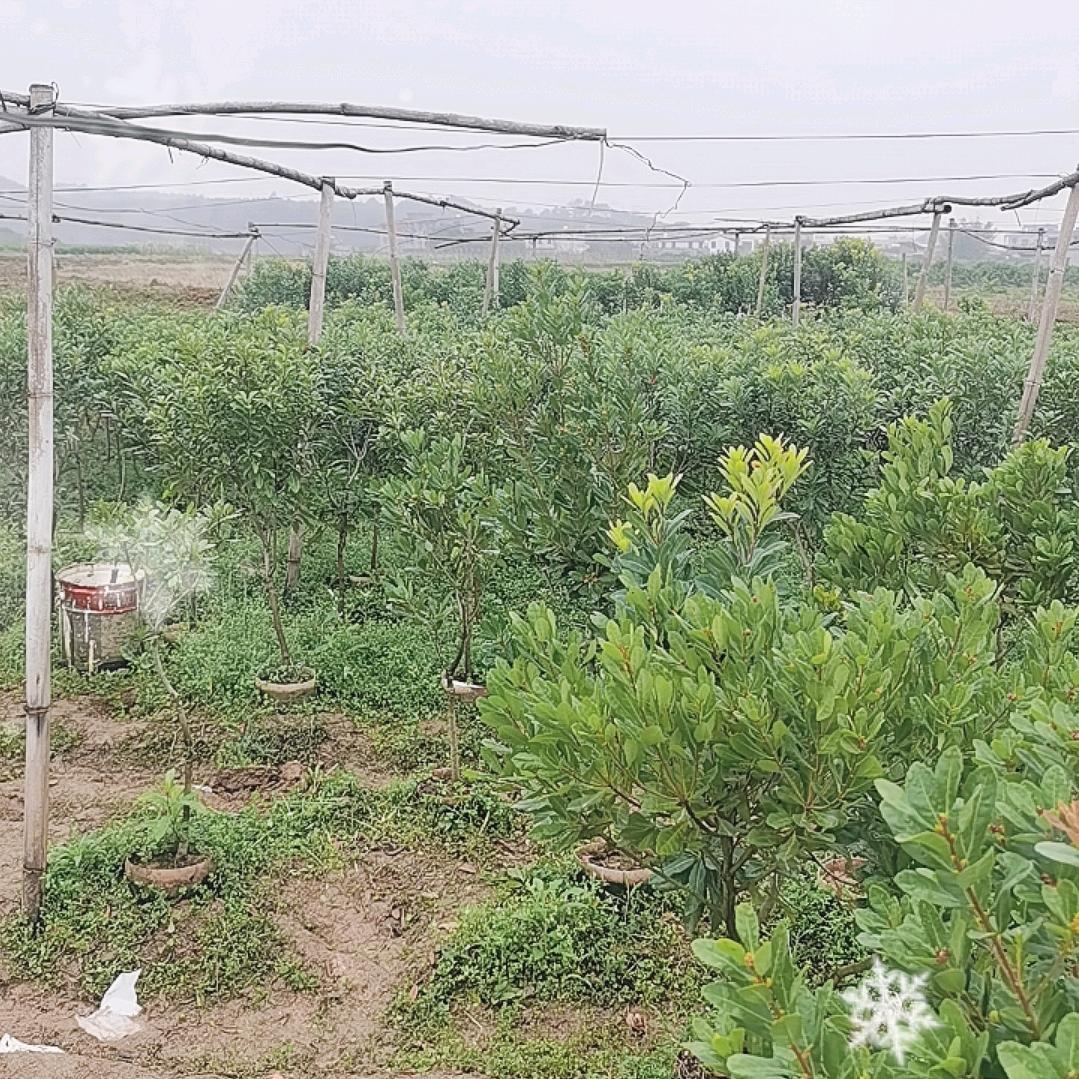 广西丰登果苗
