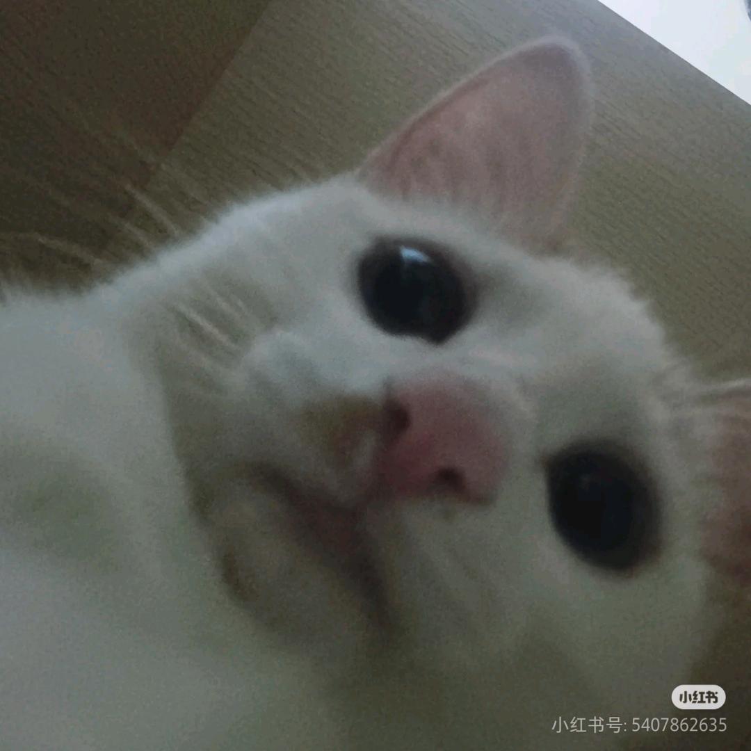 王雪梅