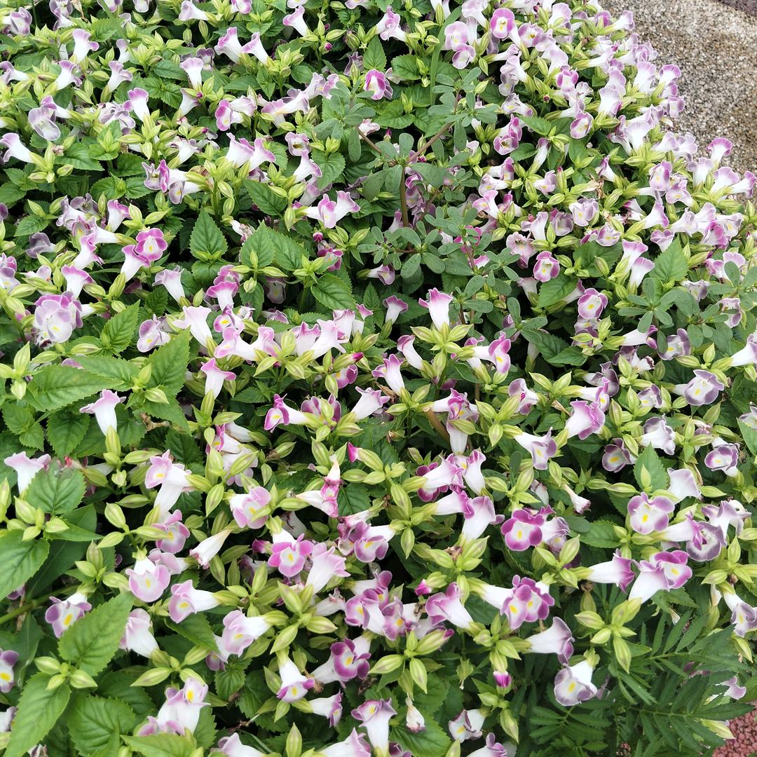 ☘️☘️☘️☘️☘️☘️☘️☘️☘️☘️