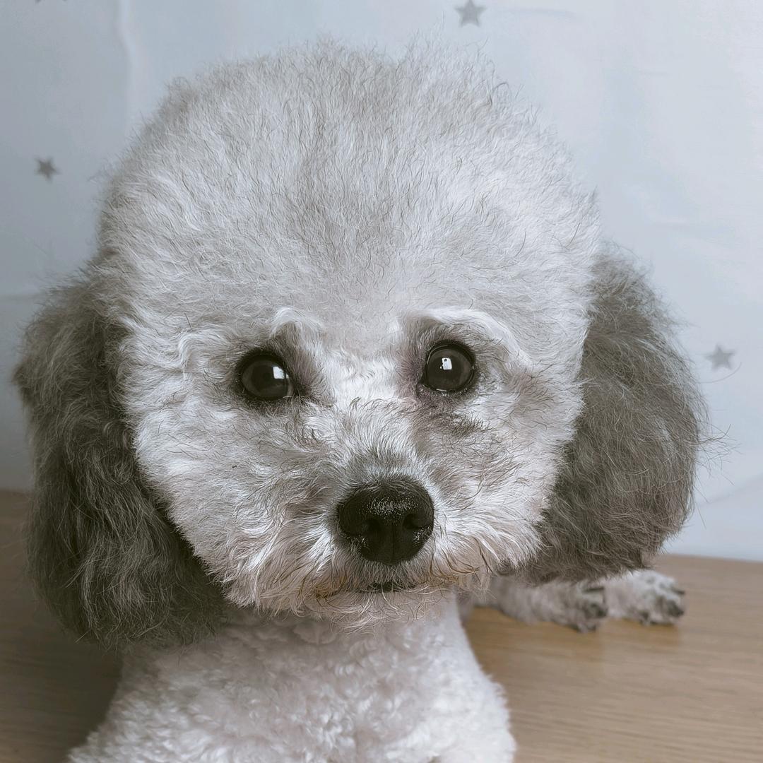灰泰迪毛毛