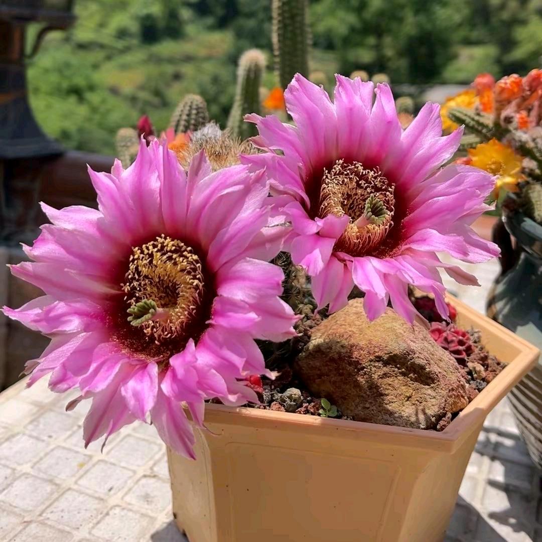 芳芳爱种花