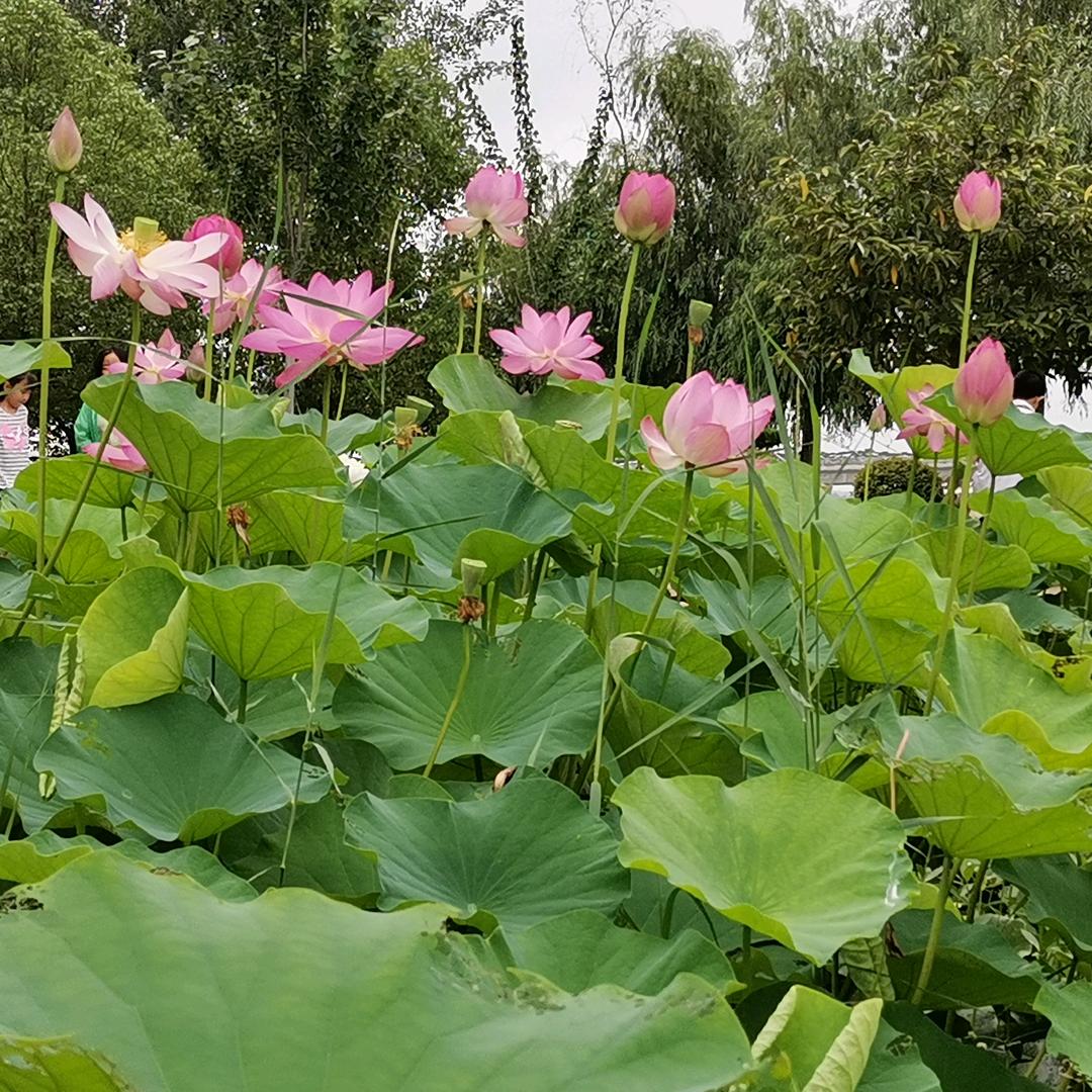 人在天涯