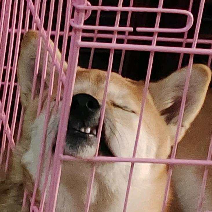 你大爷