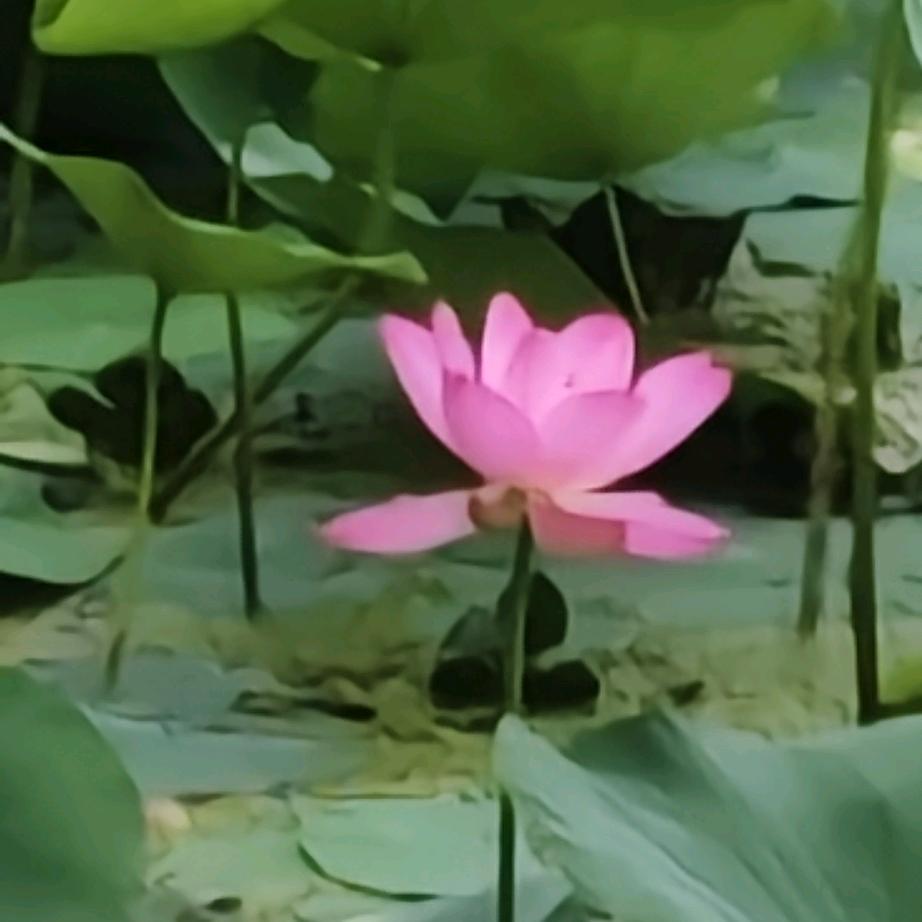 金生水起