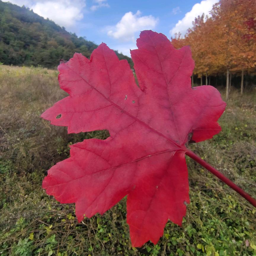 老壳青痛