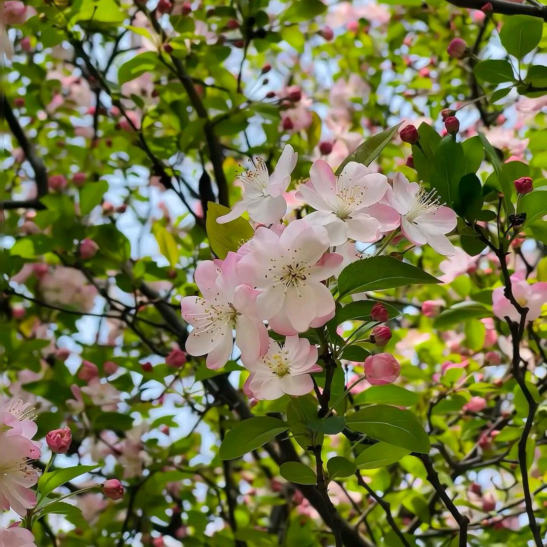 亚晴优选