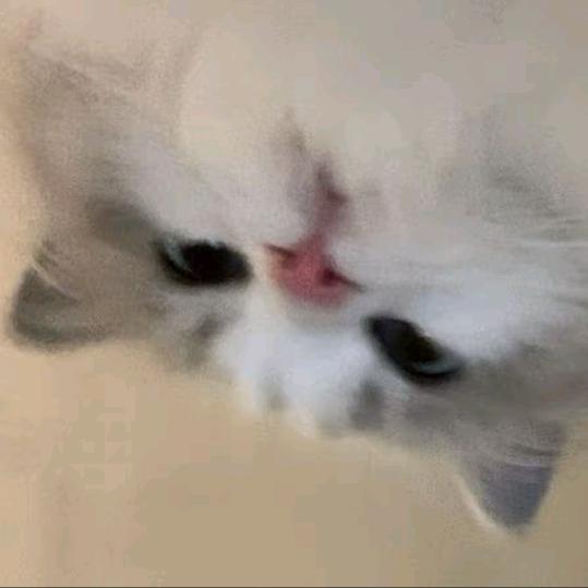 露宝