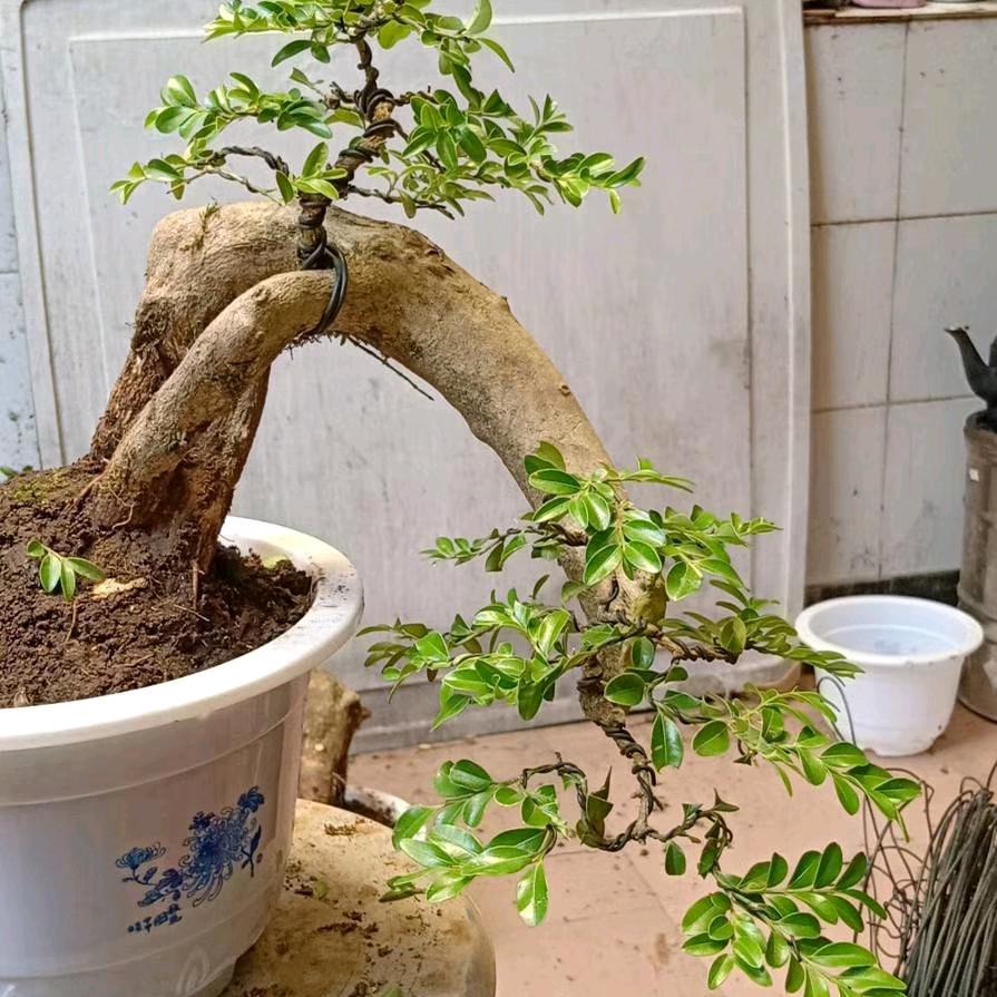 奇花异草长青树