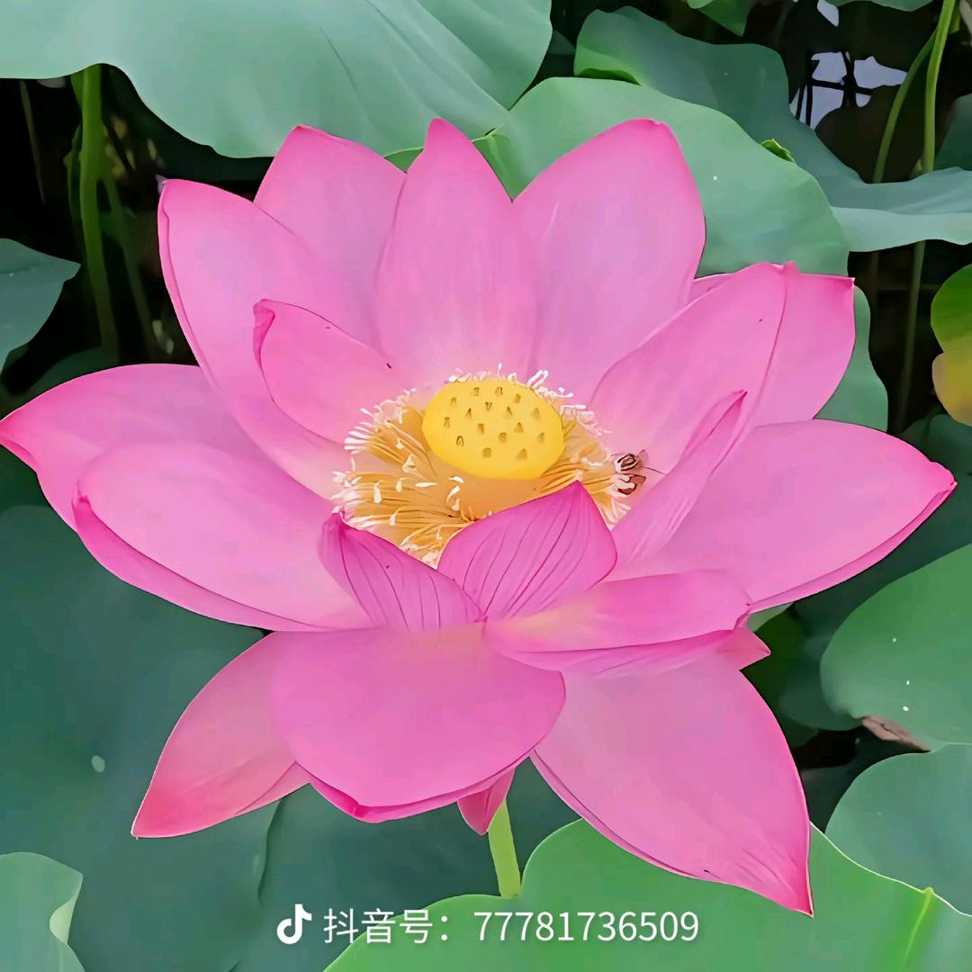 知足常乐