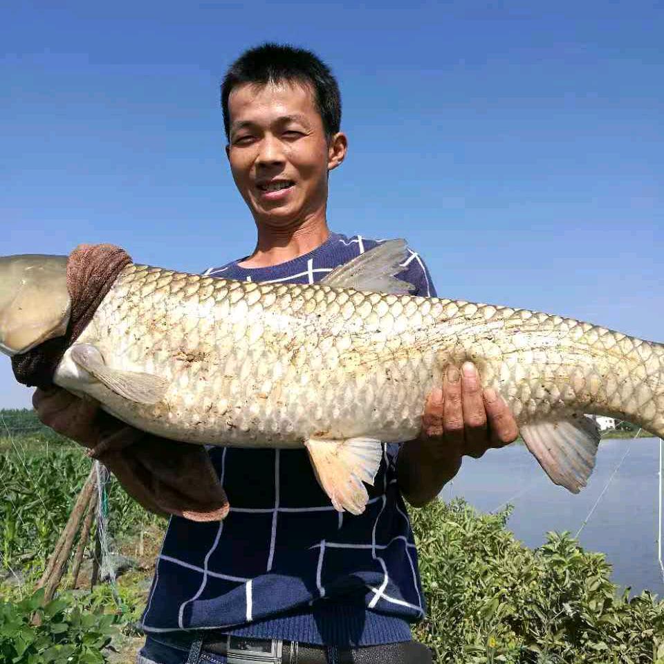 小牛钓鱼
