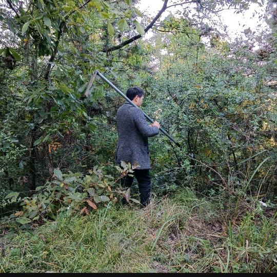 陕西秦岭朱鹮特产